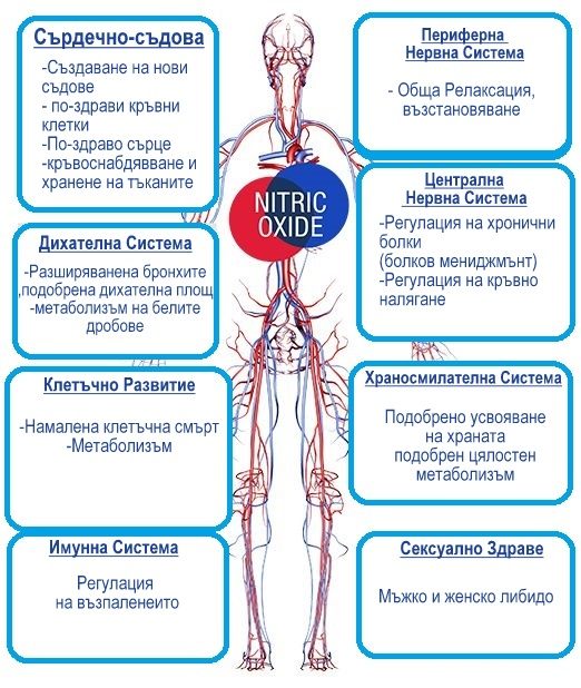 Азотен Оксид, Аргинин, Нитрати, Виагра и Инфаркти азотен оксид, инфаркт, виагра, аргинин, здраве